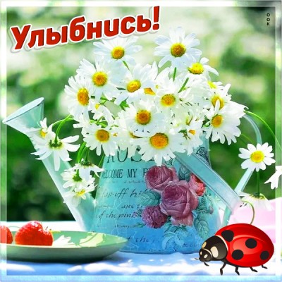 Картинка милая картинка с ромашками