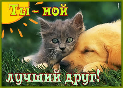 Picture милая картинка ты мой лучший друг