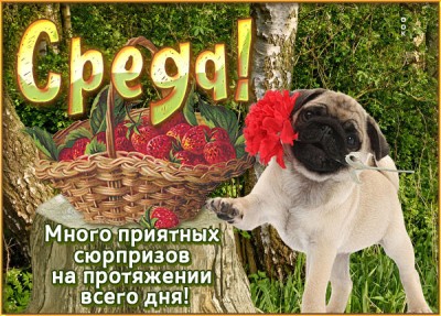 Открытка милая открытка со средой