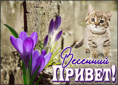 Picture милая открытка весенний привет