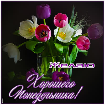 Postcard милая открытка желаю хорошего понедельника