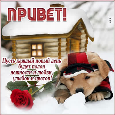 Postcard миловидная открытка привет