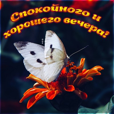 Открытка необычная картинка добрый вечер