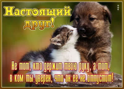 Postcard неподражаемая открытка  настоящий друг