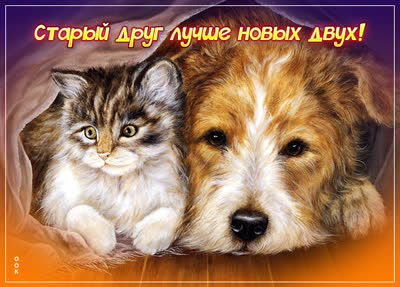 Postcard нежная открытка старый друг лучше новых двух