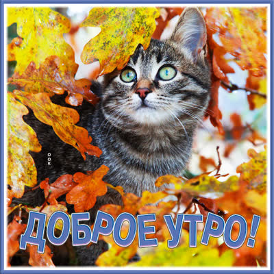 Picture очаровательная открытка доброе утро с котом
