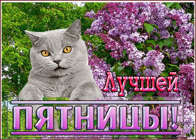 Picture очаровательная открытка лучшей пятницы