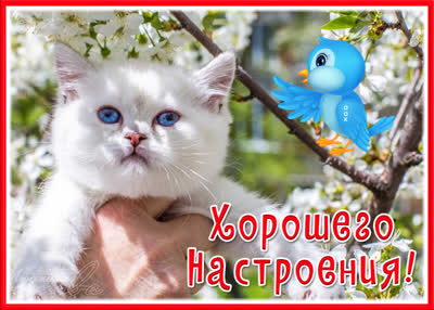 Picture очаровательная открытка хорошего настроения