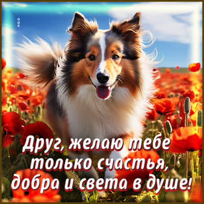 Picture оригинальная открытка желаю тебе добра и света в душе