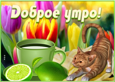 Открытка открытка доброе утро с котом