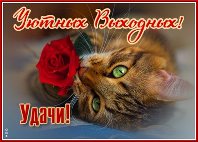 Открытка открытка хороших выходных с котиком