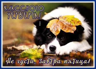 Postcard открытка милого четверга