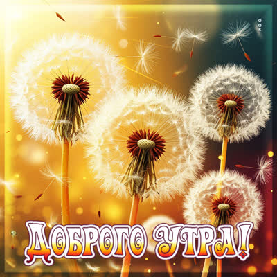 Postcard открытка невероятного утра