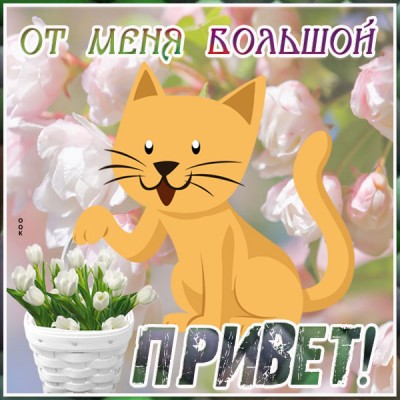 Картинка открытка привет