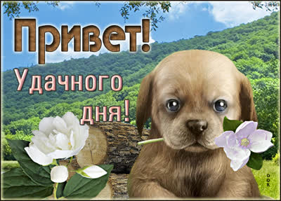 Postcard открытка привет и удачного дня