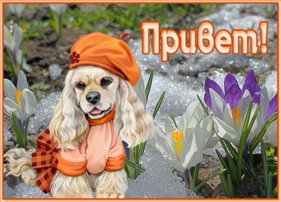 Открытка открытка приветик