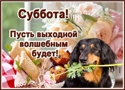 Открытка открытка с субботой с песиком