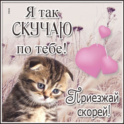 Картинка открытка скучаю с котиком