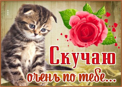 Картинка открытка скучаю с милым котиком