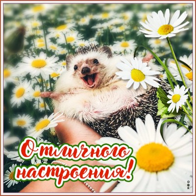 Картинка открытка тебе для настроеня