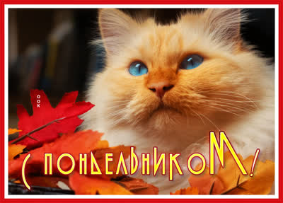 Postcard открытка волшебного понедельника