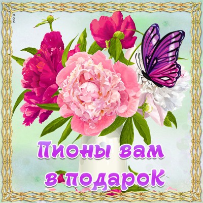 Картинка пионы вам в подарок