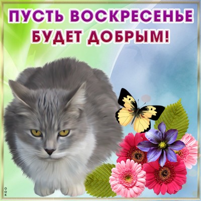 Открытка прикольная картинка с воскресеньем