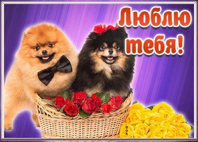 Открытка прикольная картинка я тебя люблю