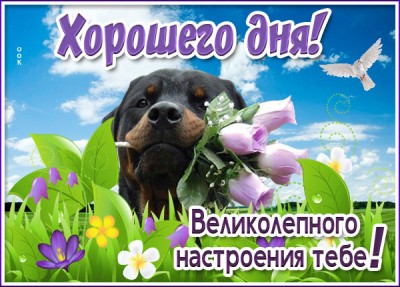 Картинка приятная открытка хорошего дня