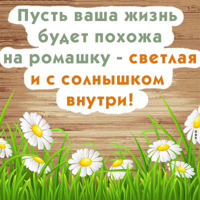 Картинка ромашки эти для тебя