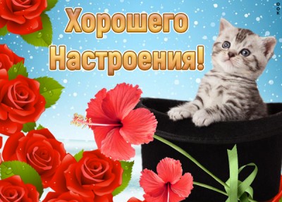 Открытка смешная картинка для настроения