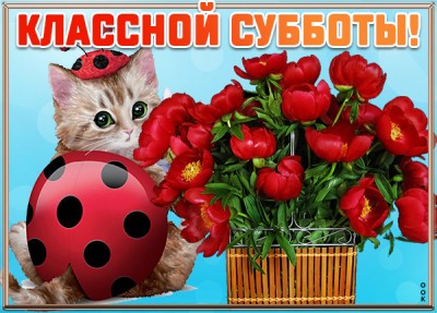 Картинка смешная картинка с субботой