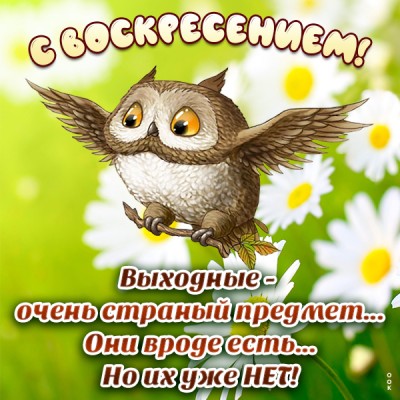 Открытка смешная картинка с воскресеньем