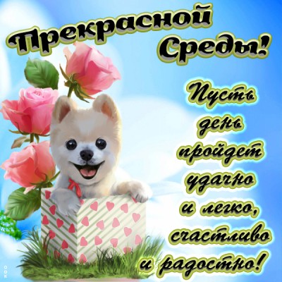 Картинка смешная картинка со средой