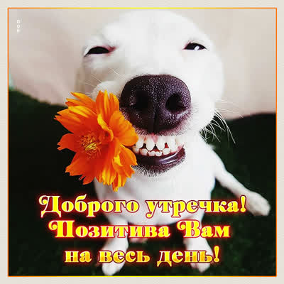 Picture смешная картинка доброго утречка