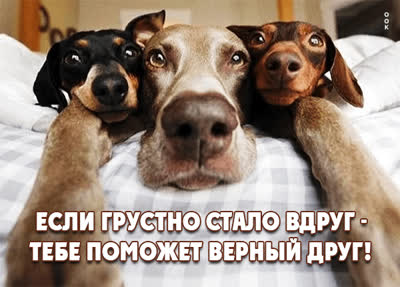 Postcard смешная картинка если  грустно вдруг тебе поможет верный друг