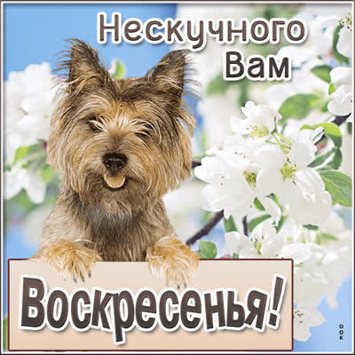 Picture смешная картинка нескучного вам воскресенья