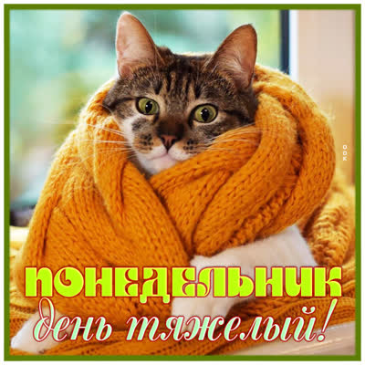 Picture смешная картинка понедельник день тяжелый