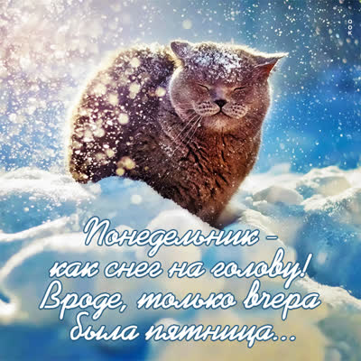 Picture смешная картинка понедельник как снег на голове