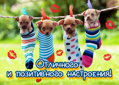Postcard смешная картинка позитивного настроения