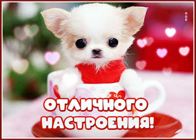 Postcard смешная картинка хорошего настроения