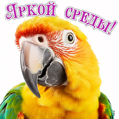 Postcard смешная картинка яркой среды