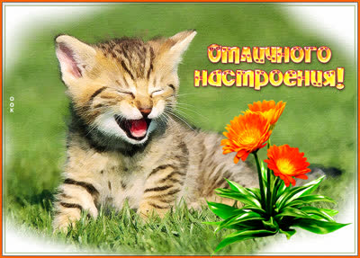 Picture смешная открытка отличного  настроения