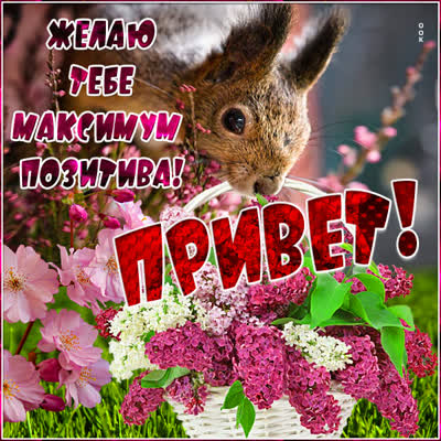 Postcard смешная открытка привет