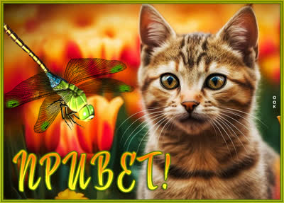Picture смешная открытка привет