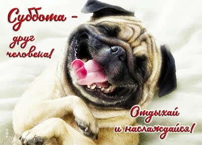 Postcard смешная открытка суббота друг человека