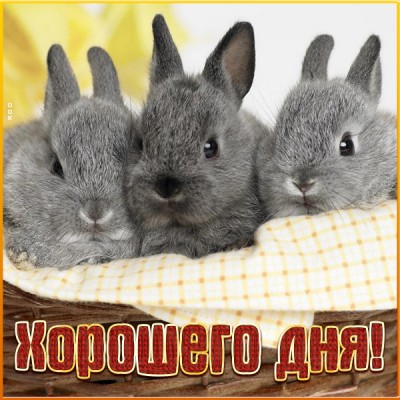 Открытка супер картинка хорошего дня