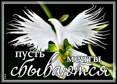 Картинка цветы для самой прекрасной