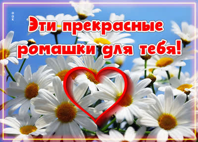 Postcard величественная открытка эти прекрасные ромашки для тебя
