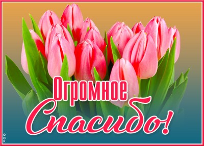 Картинка великолепная картинка спасибо